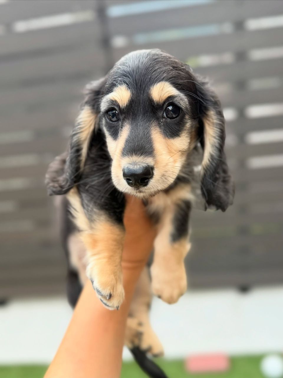 Dachshund puppy ready to go home